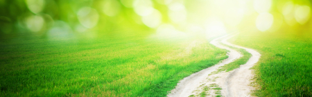 Path through meadow