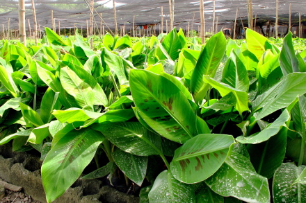 banana nursery