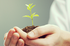 Hands protecting small plant